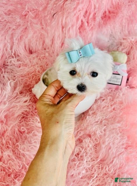 Maltese dogs Maltese 1 - Ad 1