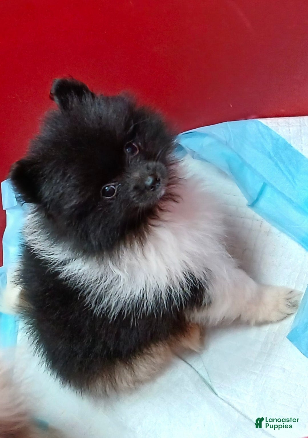 Pomeranian dogs AKC Little Emmy - Ad 1