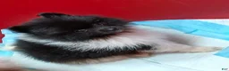 Pomeranian dogs for sale: AKC Little Emmy - Ad 1
