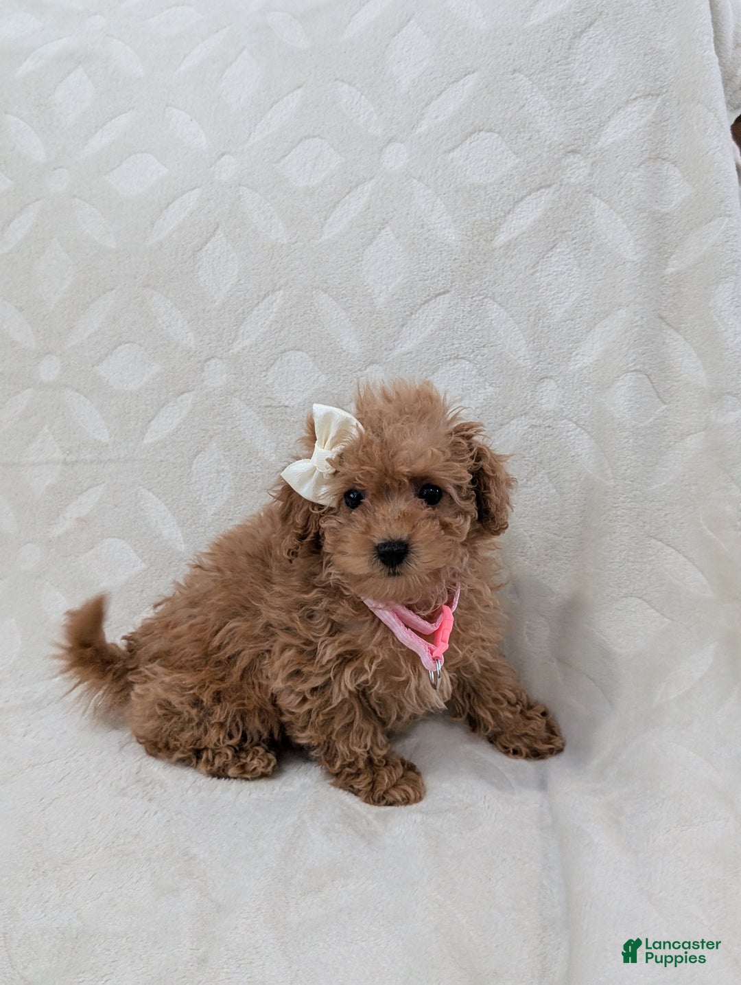 Toy Poodle dogs for sale: Amelia  - Ad 7