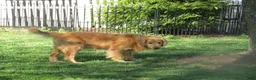Golden Retriever dogs for sale: Golden Retriever Puppy 1 - Ad 6