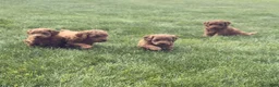 Mini Goldendoodle dogs for sale: Mini Goldendoodle 1 - Ad 5