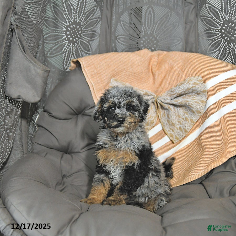 Miniature Poodle dogs Andy - Ad 21