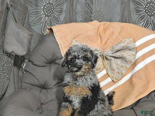 Miniature Poodle dogs Andy - Ad 21