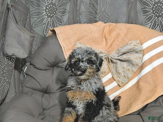 Miniature Poodle dogs Andy - Ad 16