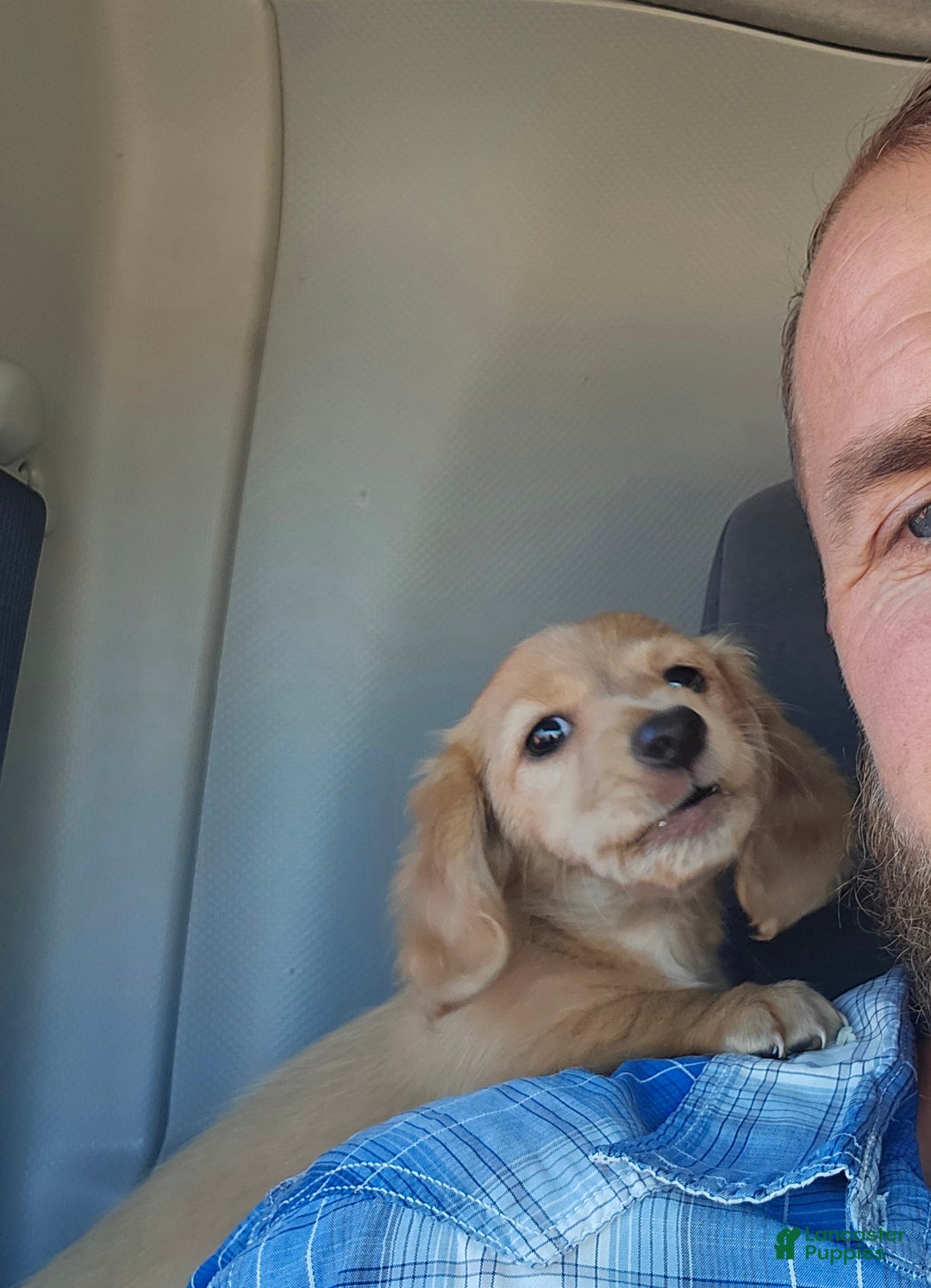 Miniature Dachshund dogs for sale: Blondie is a lil over 8 weeks and ready to go  - Ad 9