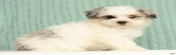 Pomapoo dogs for sale: Paisley - Ad 3