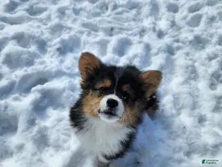 Welsh Corgi Pembroke dogs Blitzen fluffy - Ad 8