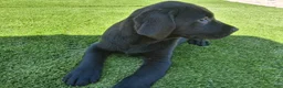Labrador Retriever dogs for sale: Onxy - Ad 4