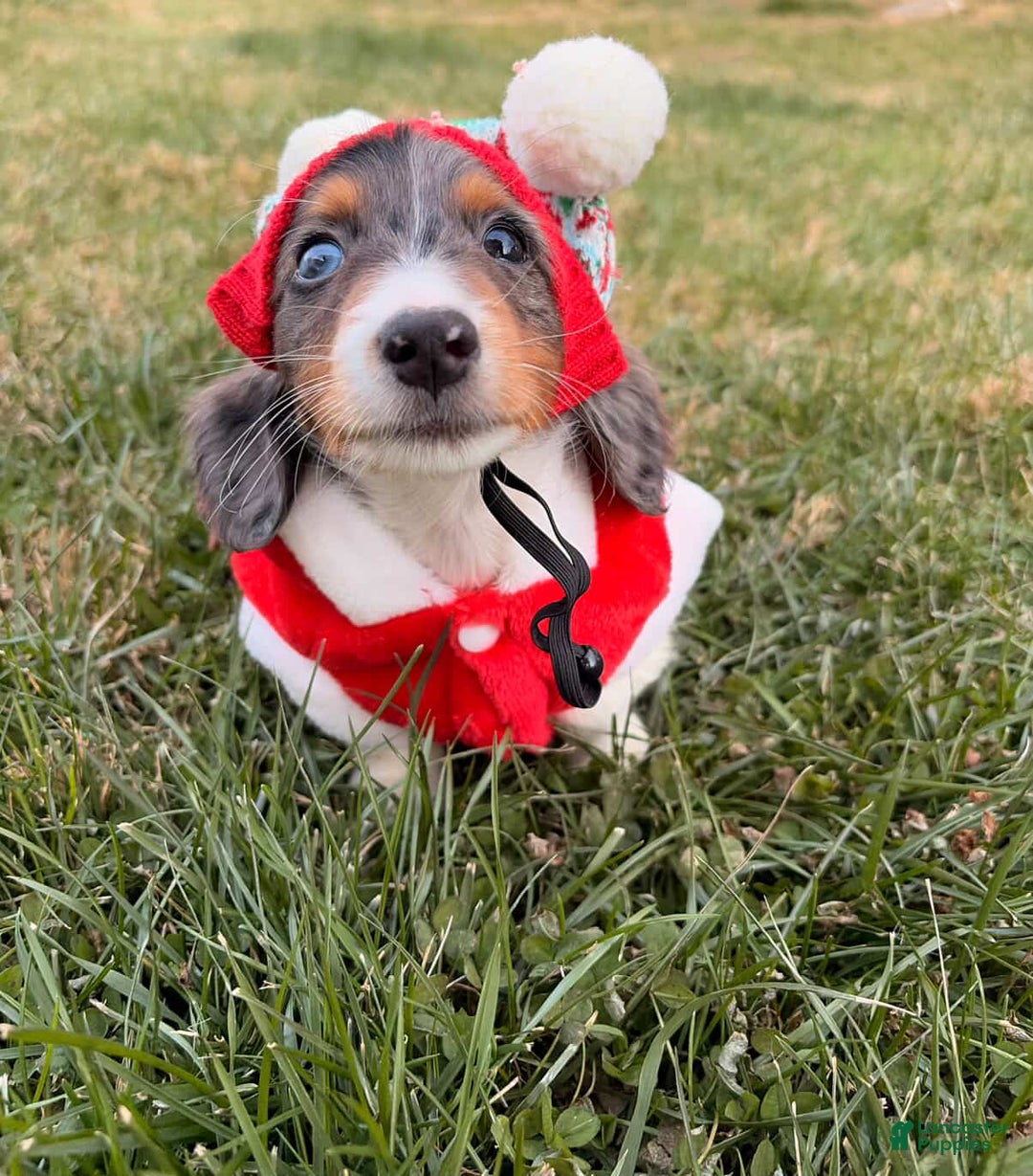 Miniature Dachshund dogs for sale: Nutmeg - Ad 8