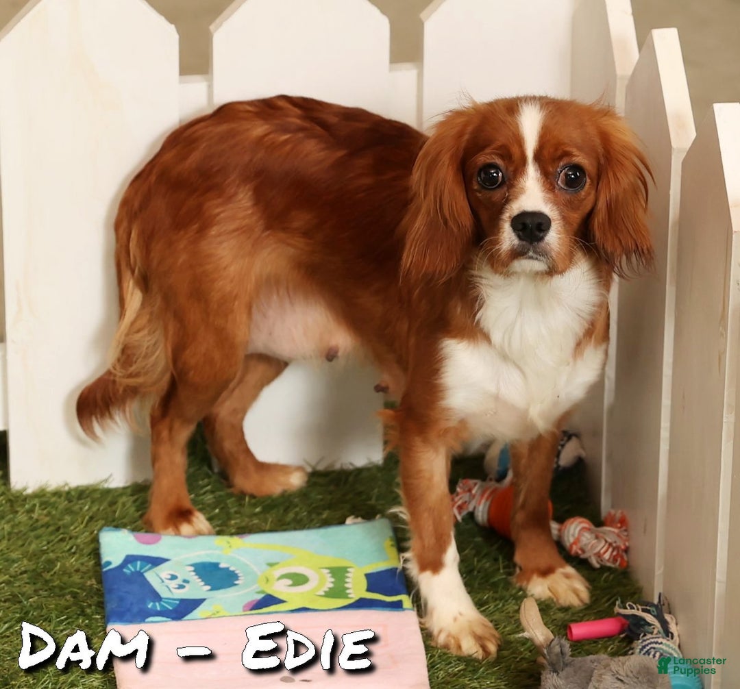 Cavapoo dogs for sale: Duane - Ad 10