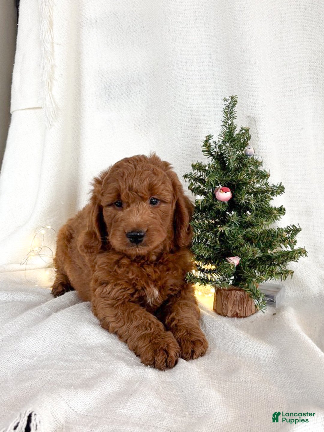 Goldendoodle dogs for sale: Murphy - Ad 3