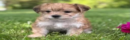 Morkie dogs for sale: Bradley  - Ad 9
