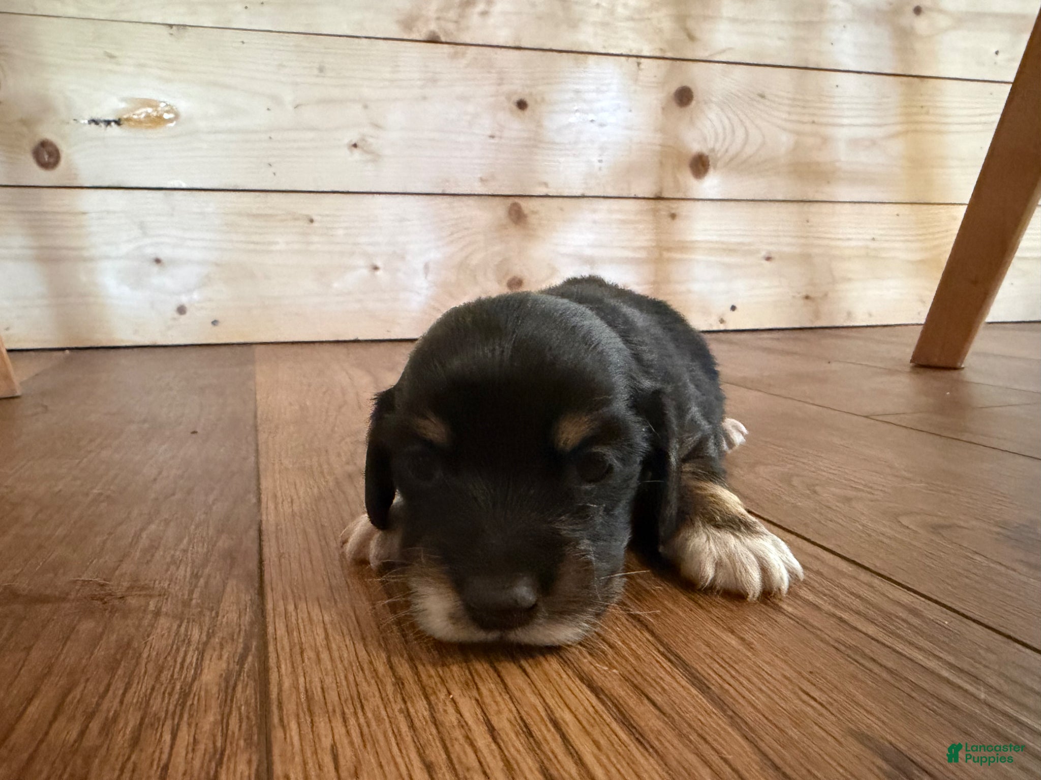 Dachshund dogs Dachshund Puppy 1 - Ad 4
