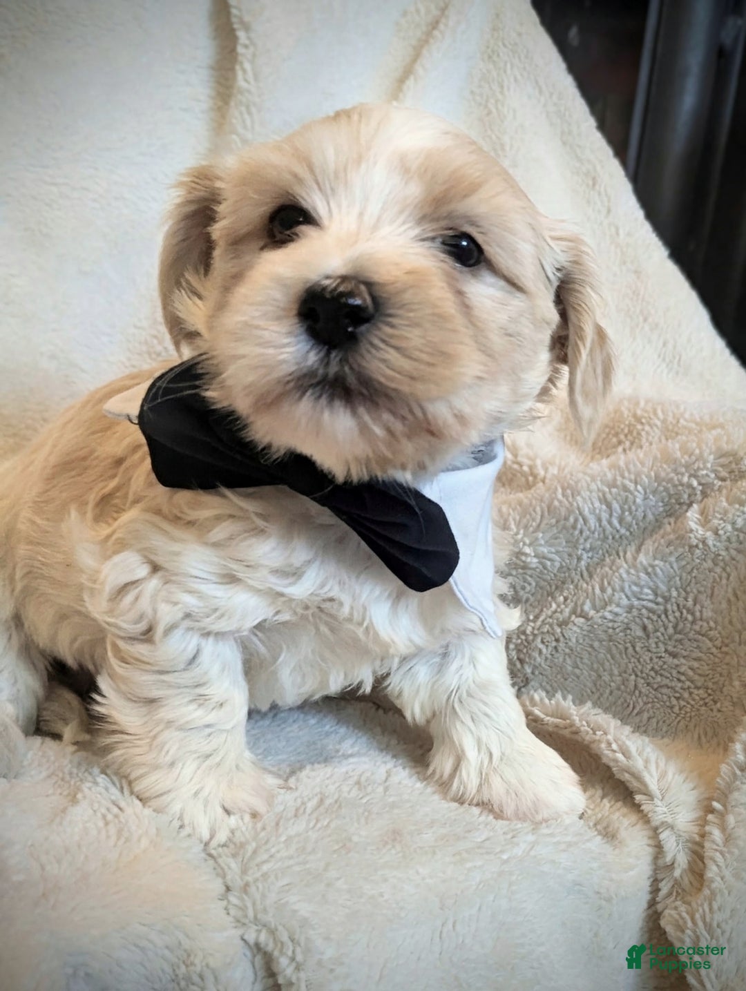 Mixed Breed dogs for sale: Rocket - Ad 10