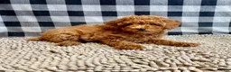 Miniature Poodle dogs for sale: Nola - Ad 3