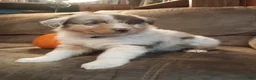 Australian Shepherd dogs for sale: Cody - Ad 1