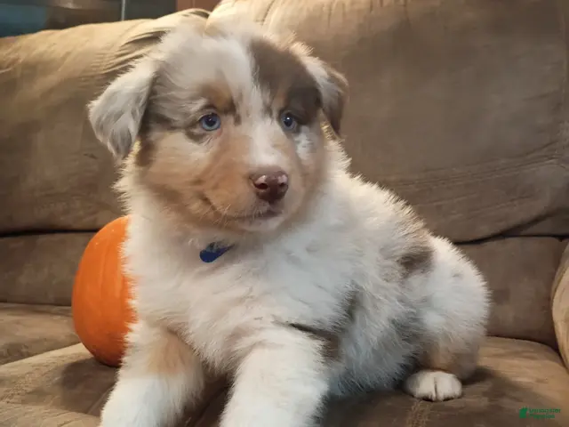 Australian Shepherd dogs for sale: Cody - Ad 8