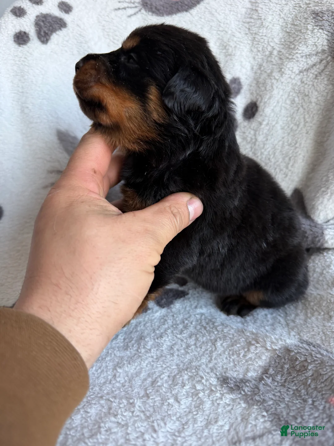 Rottweiler dogs for sale: Sky - Ad 5