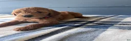 Goldendoodle dogs for sale: The Sweet Teddy Bear - Ad 3