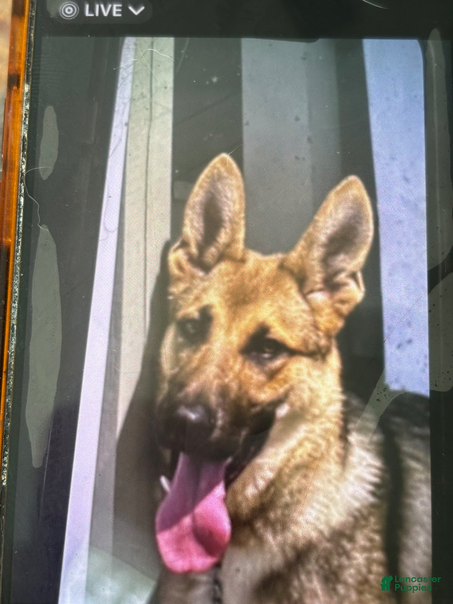 German Shepherd dogs German Shepherd Puppy 1 - Ad 1