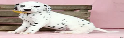 Dalmatian dogs for sale: Sprinkle - Ad 3