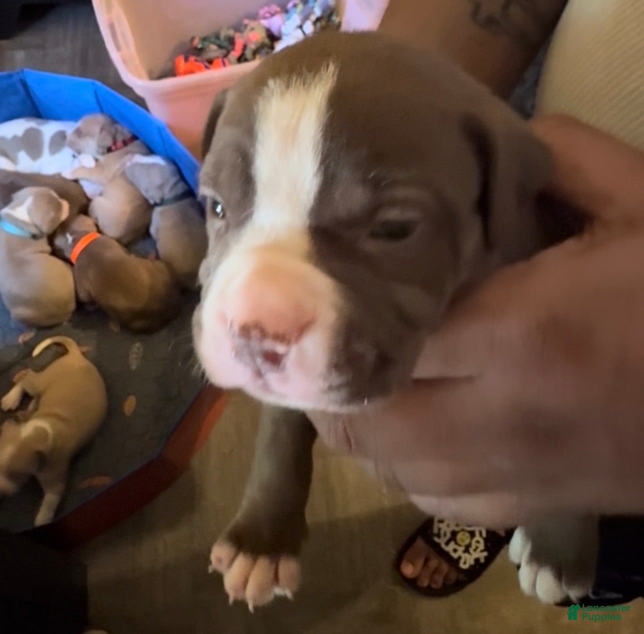 American Pit Bull Terrier dogs American Pit Bull Terrier 2 - Ad 13