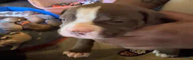 American Pit Bull Terrier 2