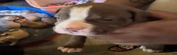 American Pit Bull Terrier dogs for sale: American Pit Bull Terrier 2 - Ad 1