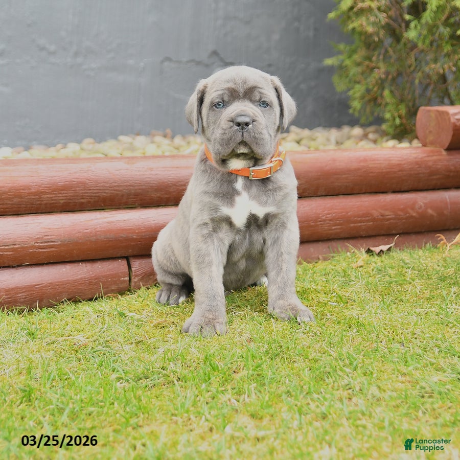 Cane Corso dogs Havock - Ad 1