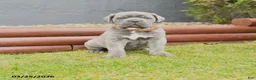 Cane Corso dogs for sale: Havock - Ad 1