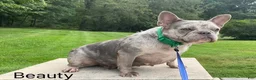 French Bulldog dogs for sale: Roxy - Ad 4