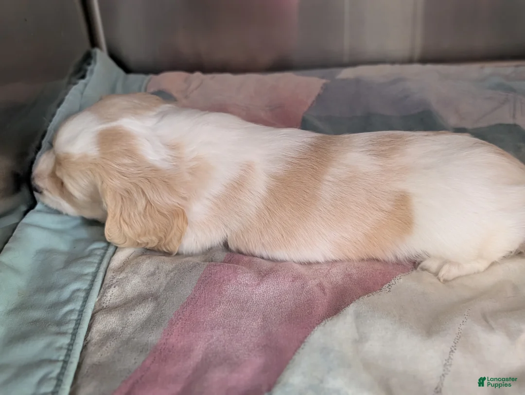 Miniature Dachshund dogs for sale: Miniature Dachshund Puppy 1 - Ad 8