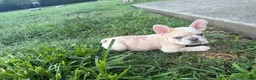 French Bulldog dogs for sale: Coco Chanel  - Ad 6