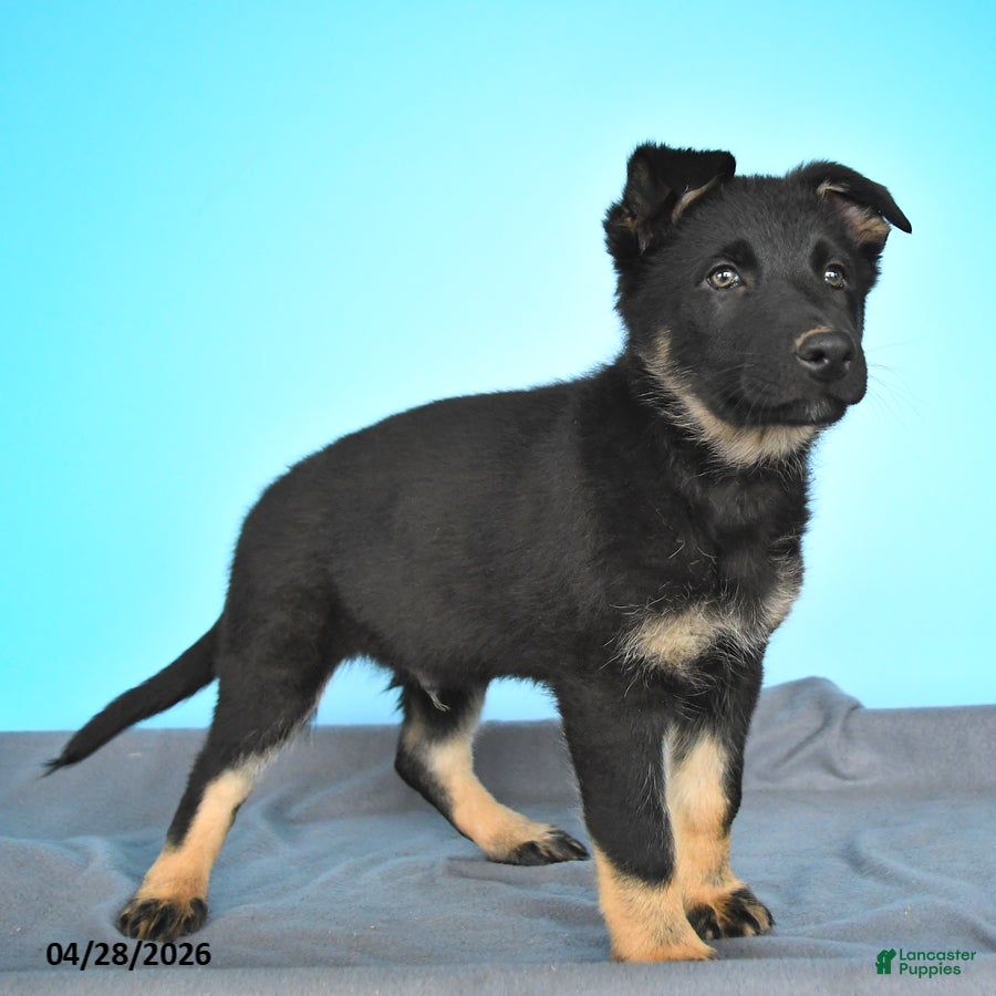 German Shepherd dogs Domino - Ad 2