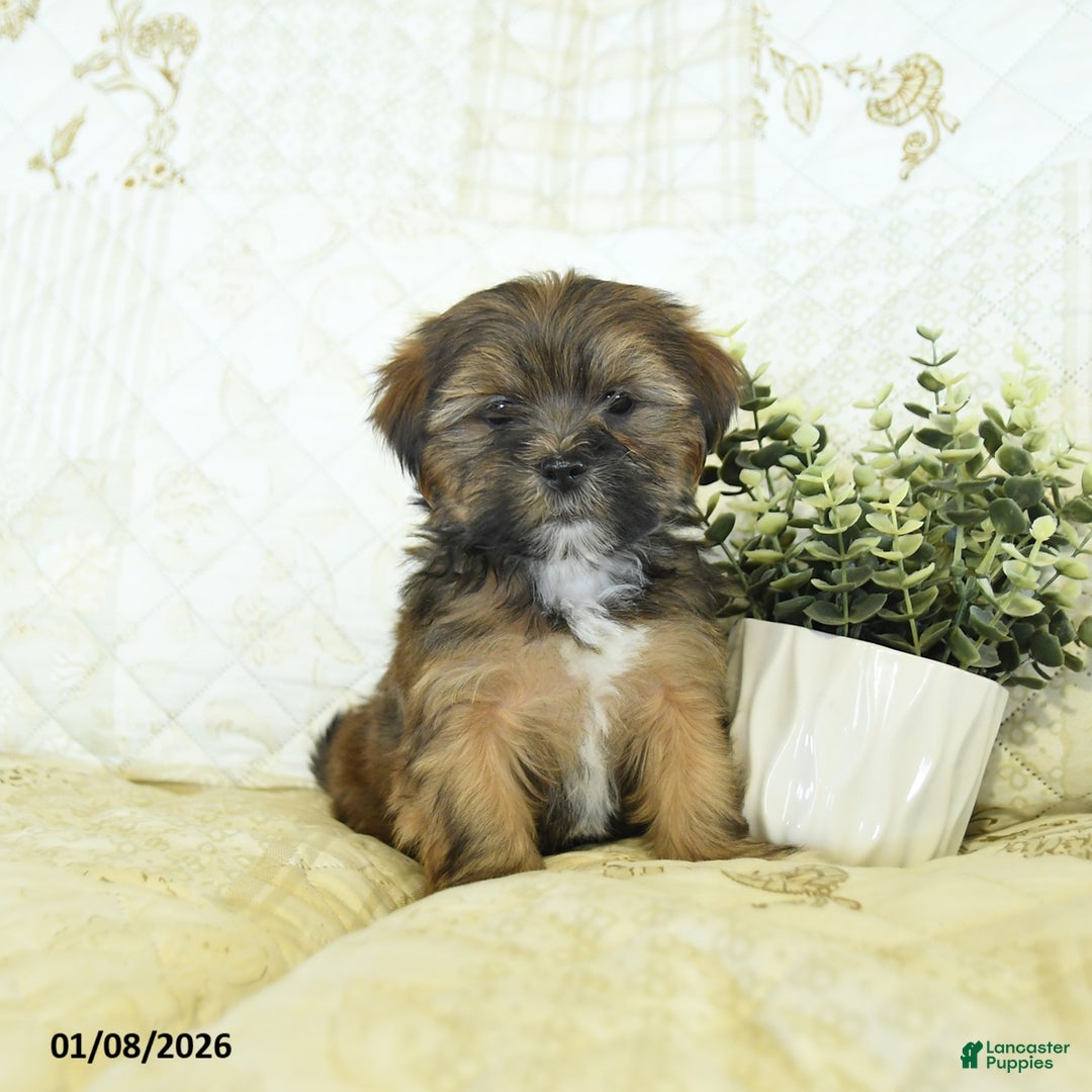 Shorkie dogs for sale: Kory  - Ad 1