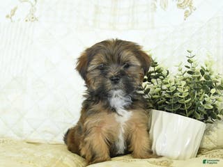 Shorkie dogs Kory - Ad 15