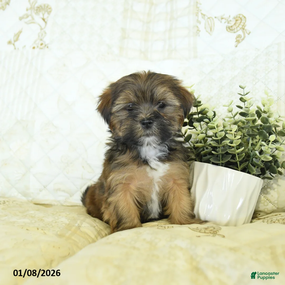 Shorkie dogs for sale: Kory  - Ad 1