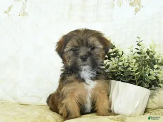 Shorkie dogs Kory - Ad 10