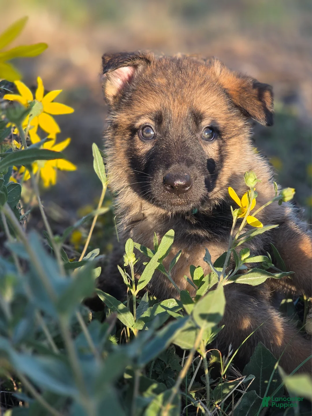 German Shepherd dogs for sale: Girl (Teal) - Ad 1