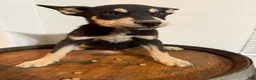 Pitsky dogs for sale: Pitsky 1 - Ad 1