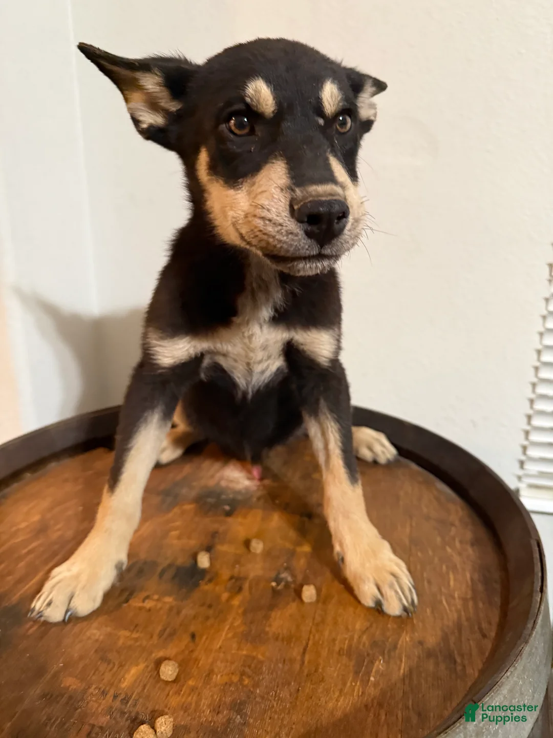 Pitsky dogs for sale: Pitsky 1 - Ad 1