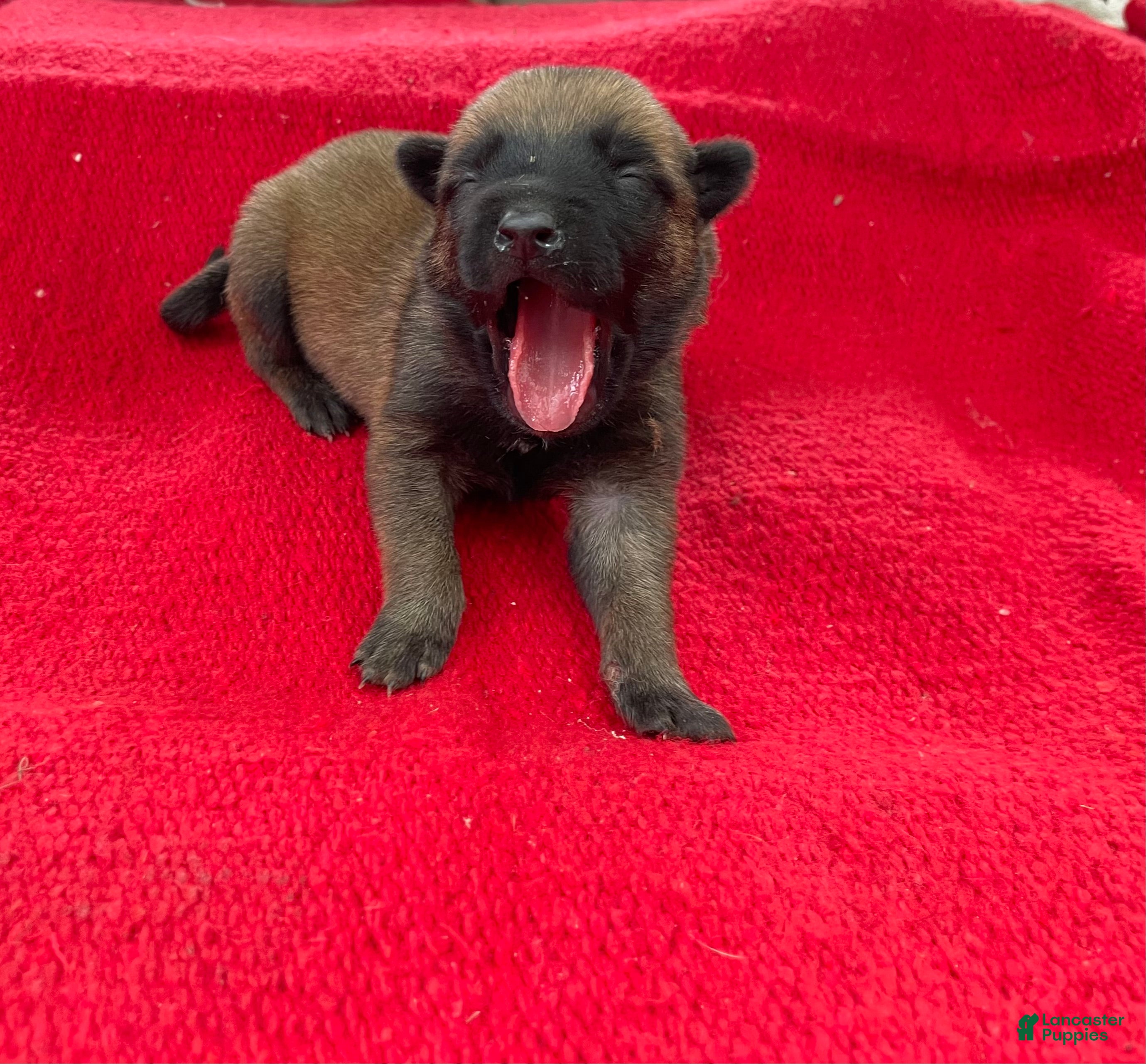 Mixed Breed dogs Pink female  - Ad 1