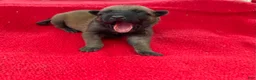 Belgian Malinois dogs for sale: Pink female  - Ad 1
