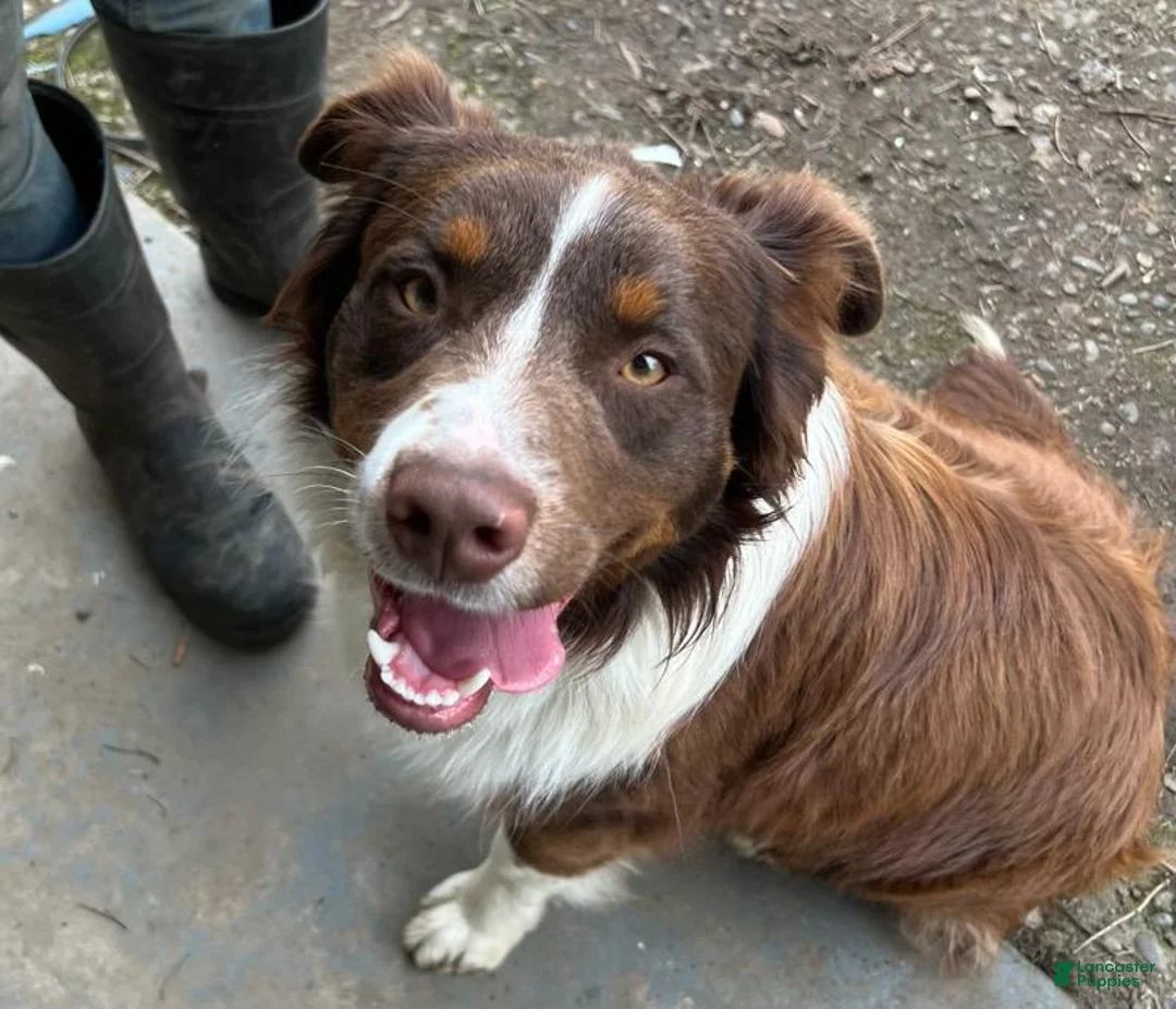 Australian Shepherd dogs for sale: Britches  - Ad 5