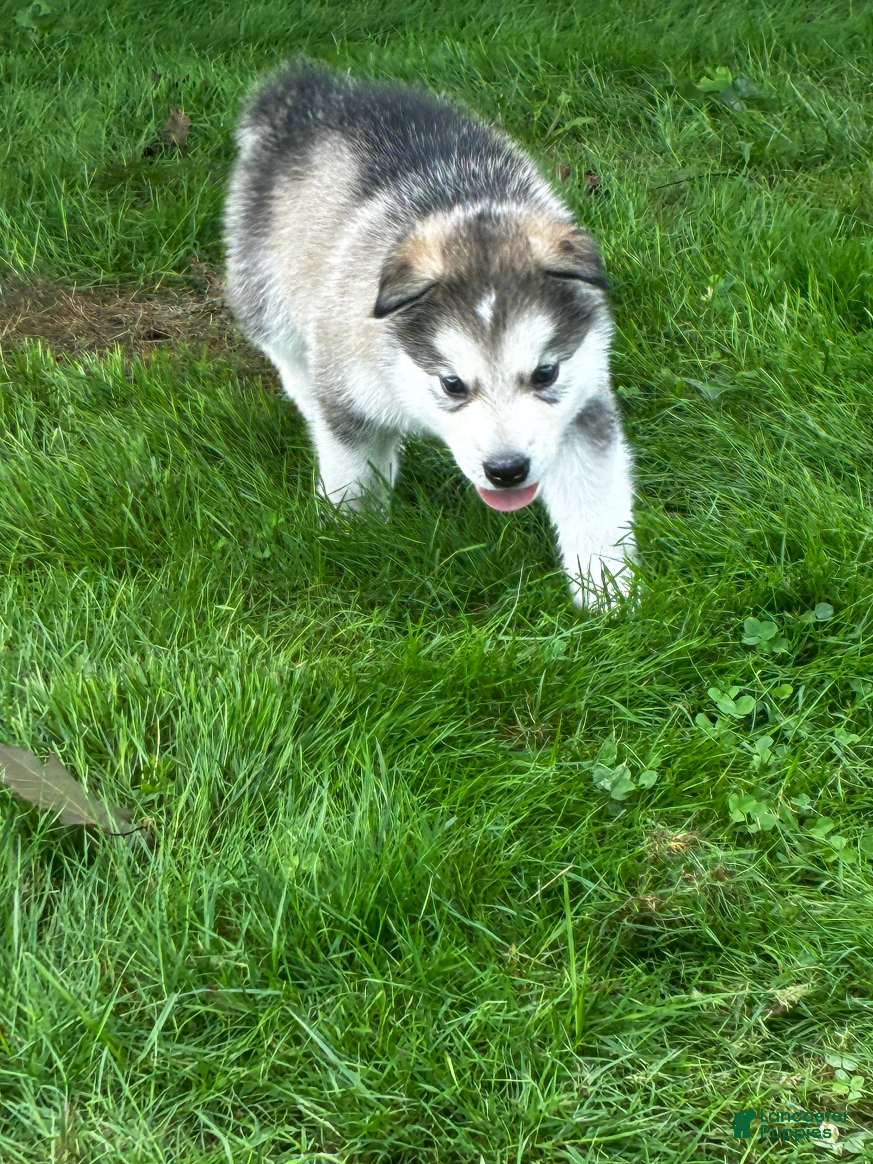 Alaskan Malamute dogs Mopple - Ad 2