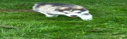 Alaskan Malamute dogs for sale: Mopple - Ad 2