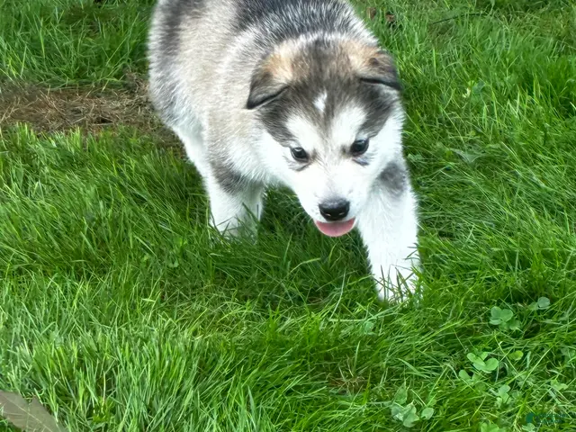 Alaskan Malamute dogs Mopple - Ad 2