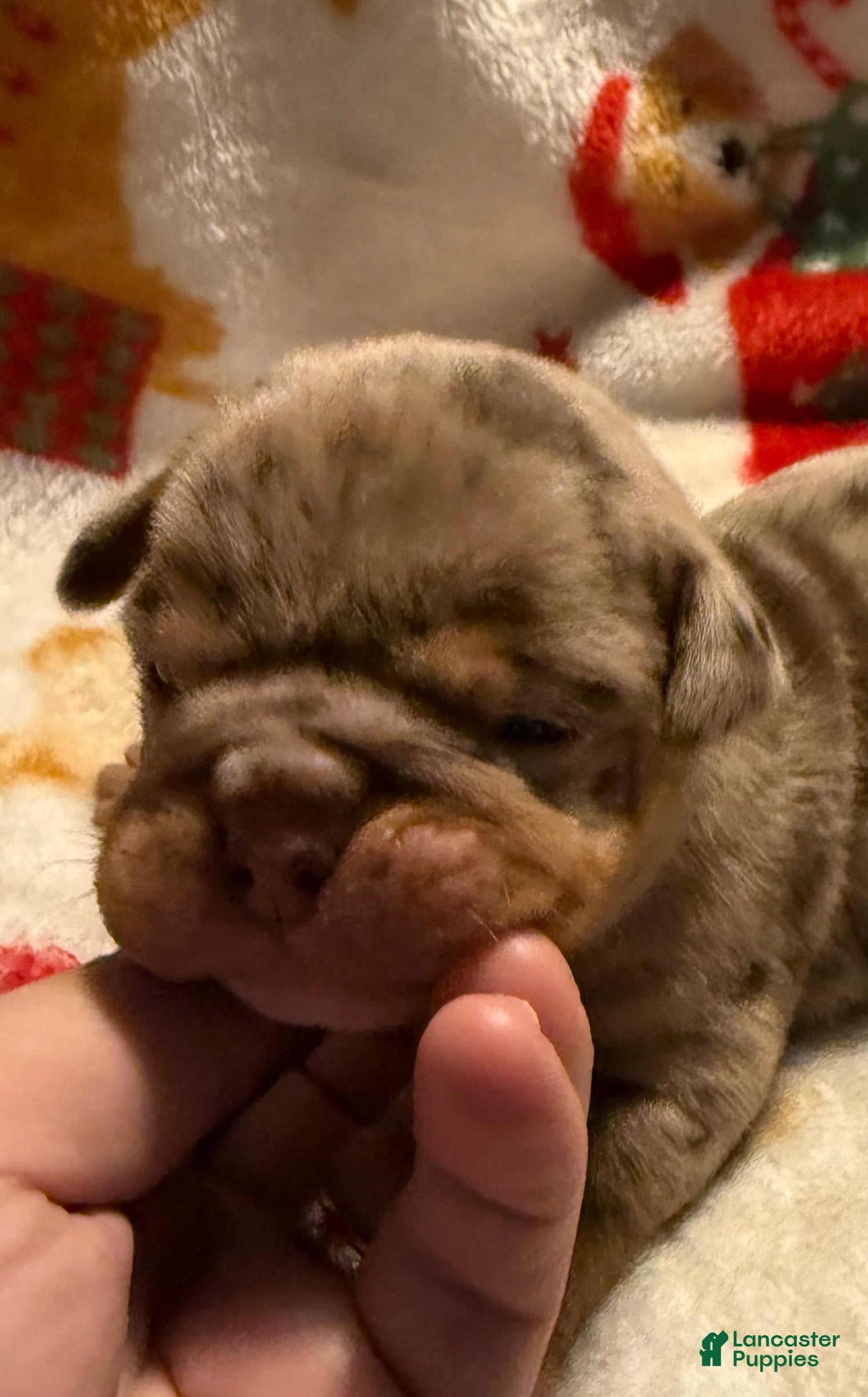 Olde English Bulldogge dogs Tri Chocolate Merle  - Ad 1