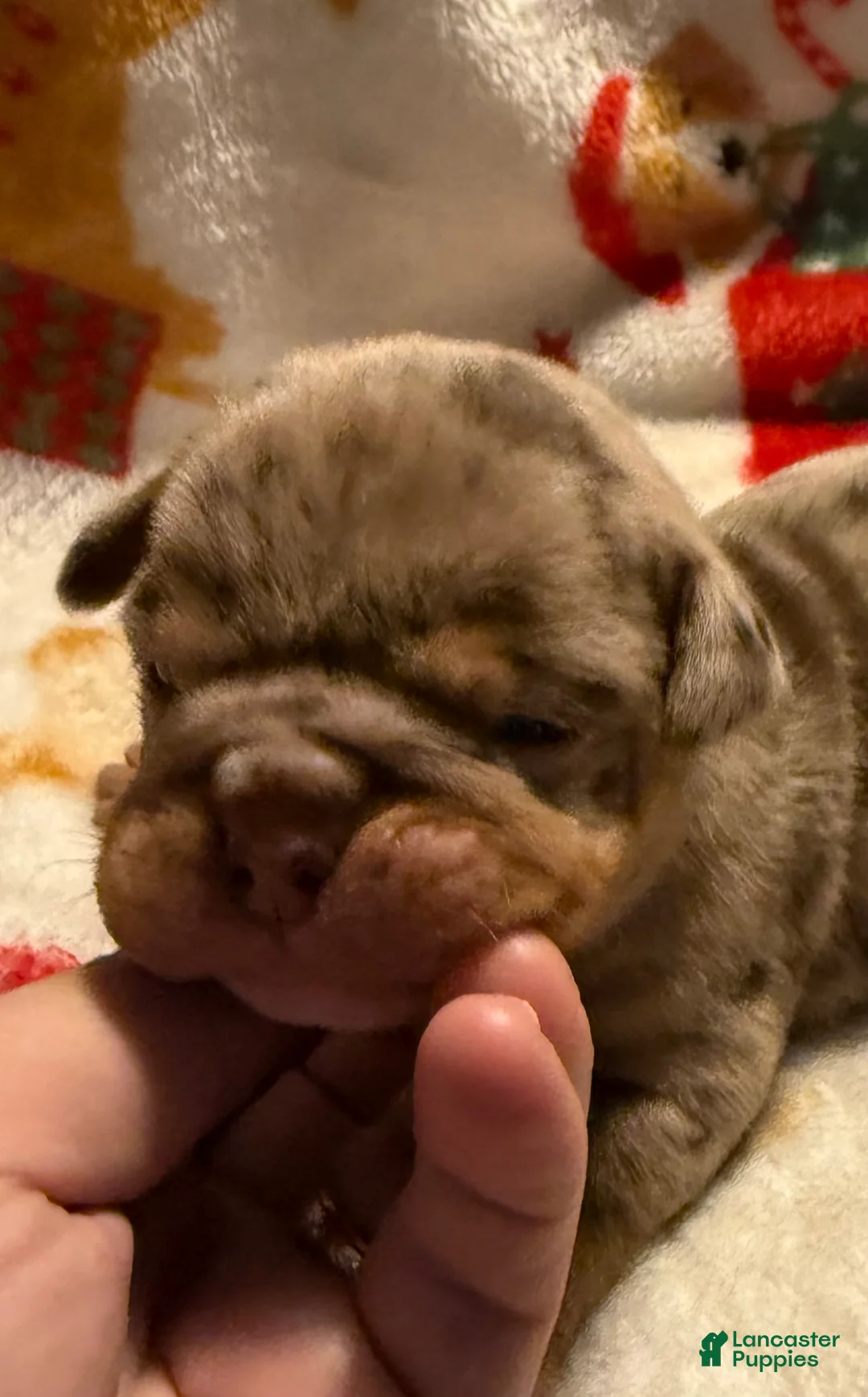 Olde English Bulldogge dogs for sale: Tri Chocolate Merle  - Ad 1